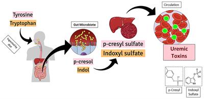 Uremic Toxins: An Alarming Danger Concerning the Cardiovascular System